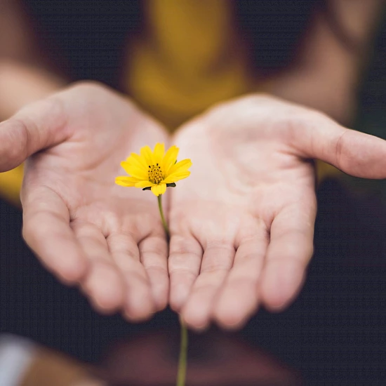 Offene Hände einer Frau, die eine kleine gelbe Blume halten