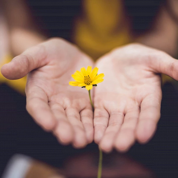 Offene Hände einer Frau, die eine kleine gelbe Blume halten
